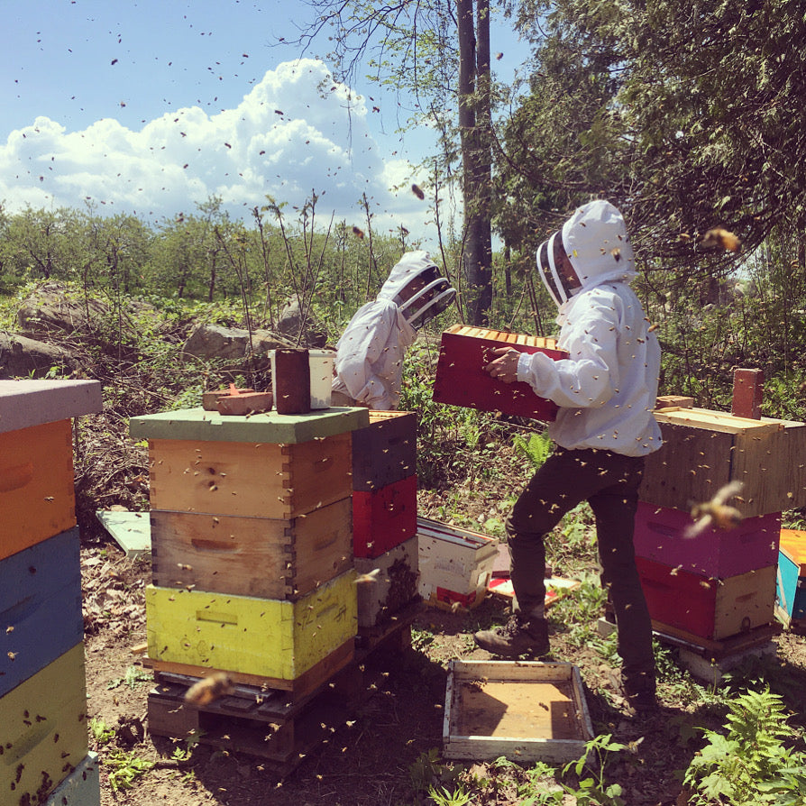 Formation pratique récolte et produits de la ruche