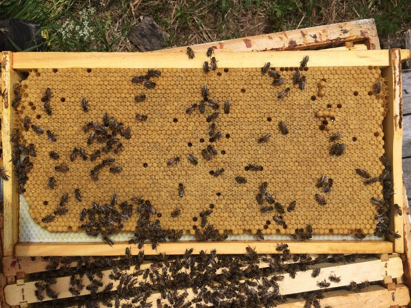 Apis mellifera couvain Nucléus abeilles miel