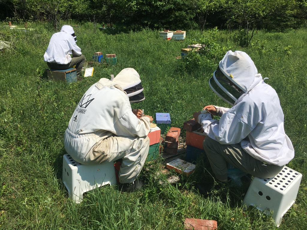 apiculture, reine abeille