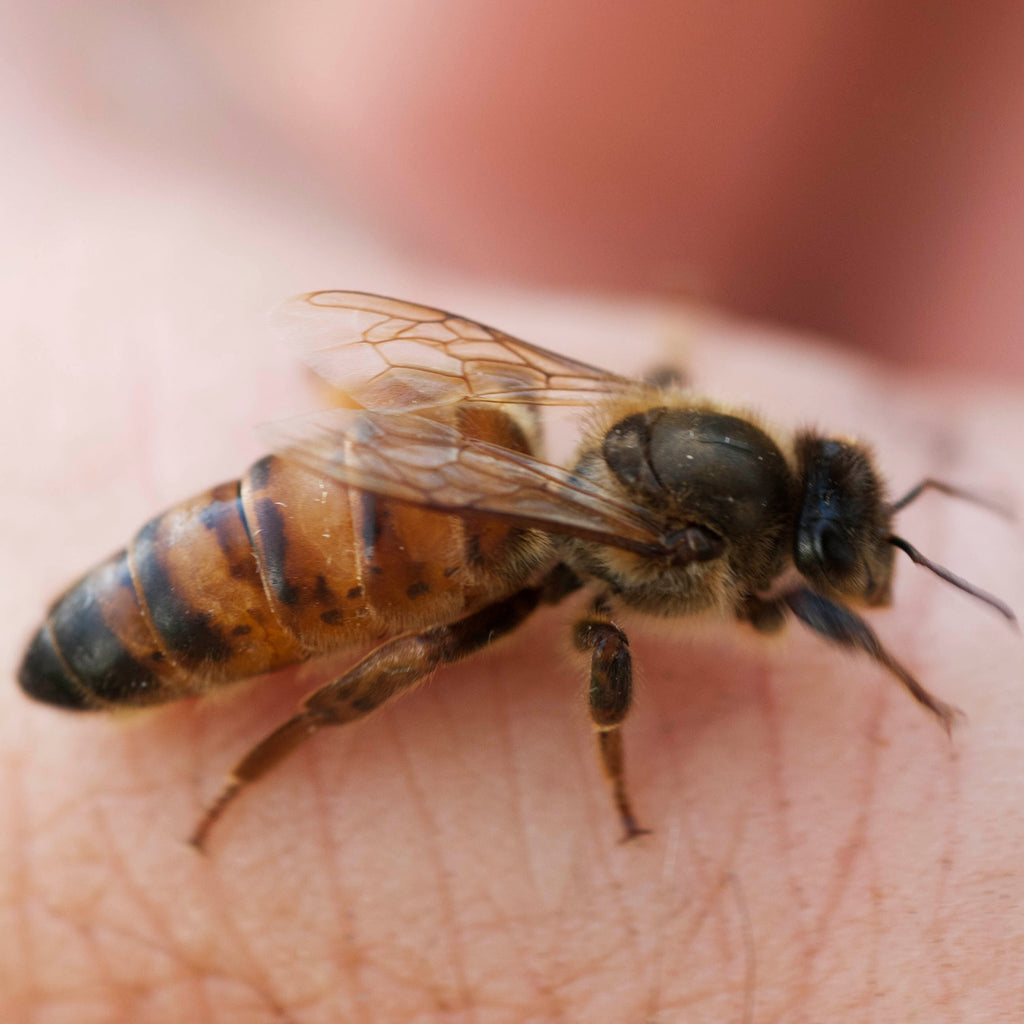 La vie de la reine des abeilles - Association Confidences d'Abeilles